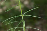 Whorled milkweed